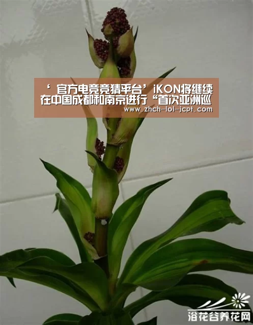 ‘ 官方电竞竞猜平台’iKON将继续在中国成都和南京进行“首次亚洲巡演”。(图4) LOL英雄联盟投注